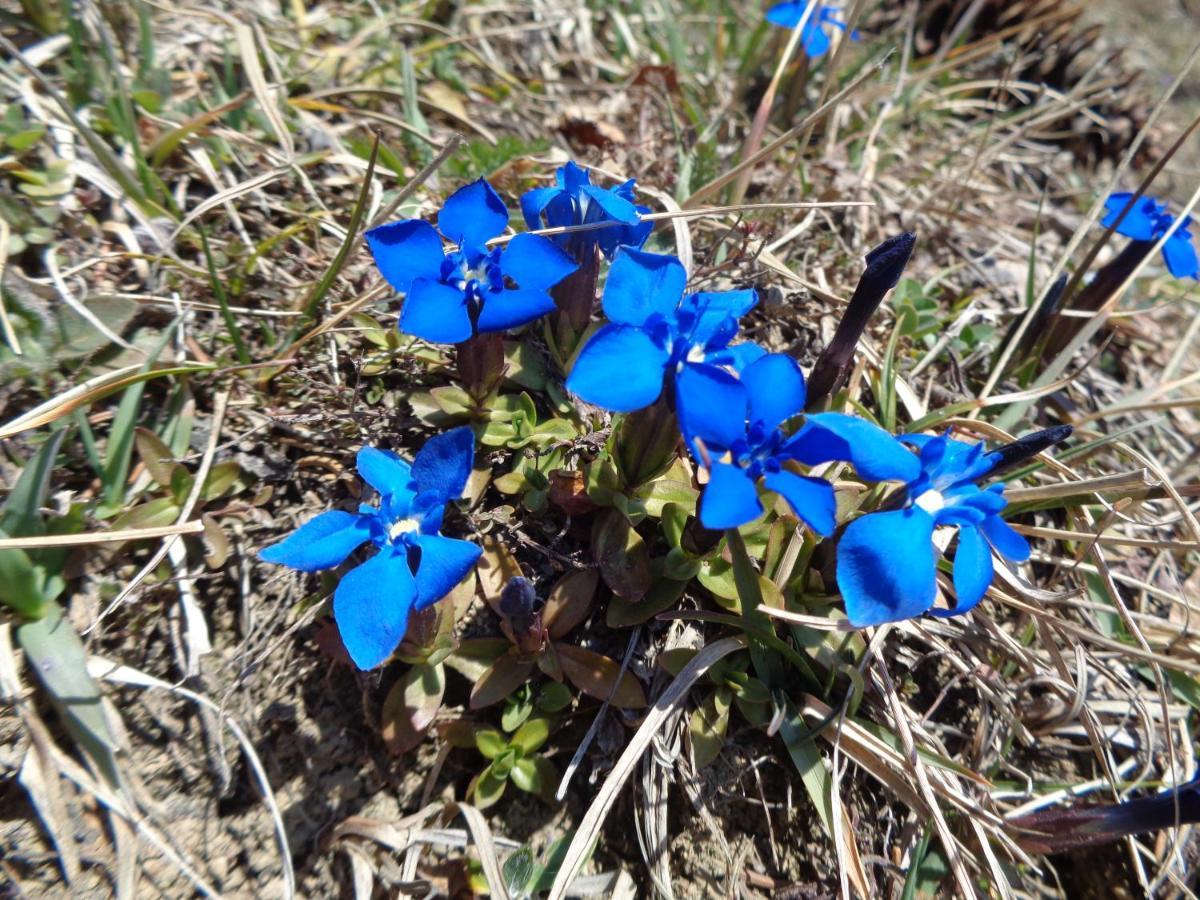 Berggasthof Sonne Allgaeu 松托芬 外观 照片