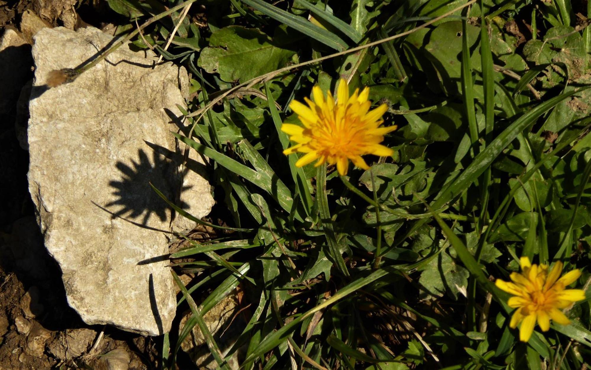 Berggasthof Sonne Allgaeu 松托芬 外观 照片
