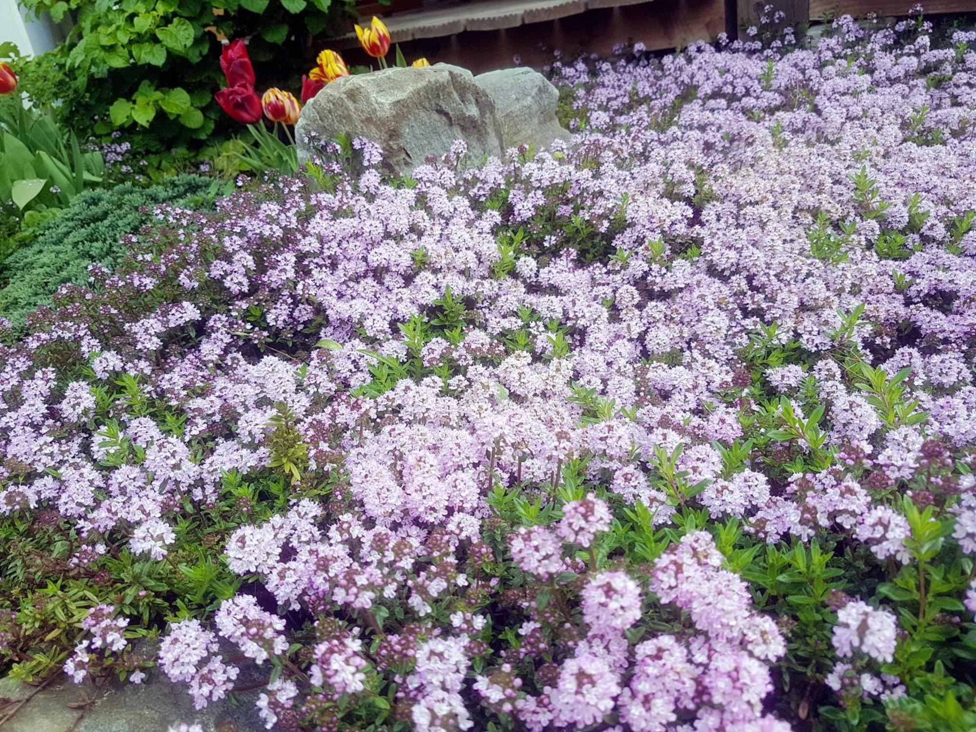 Berggasthof Sonne Allgaeu 松托芬 外观 照片