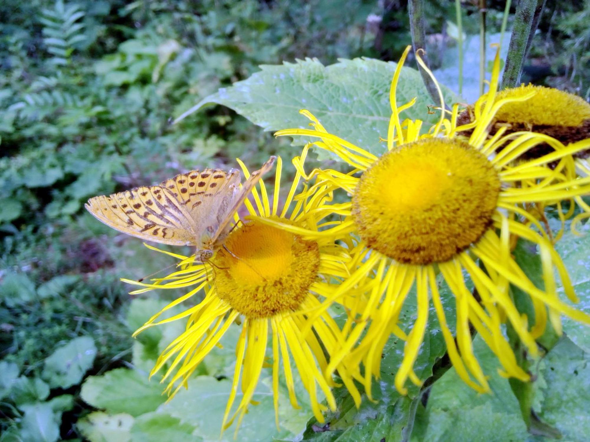 Berggasthof Sonne Allgaeu 松托芬 外观 照片