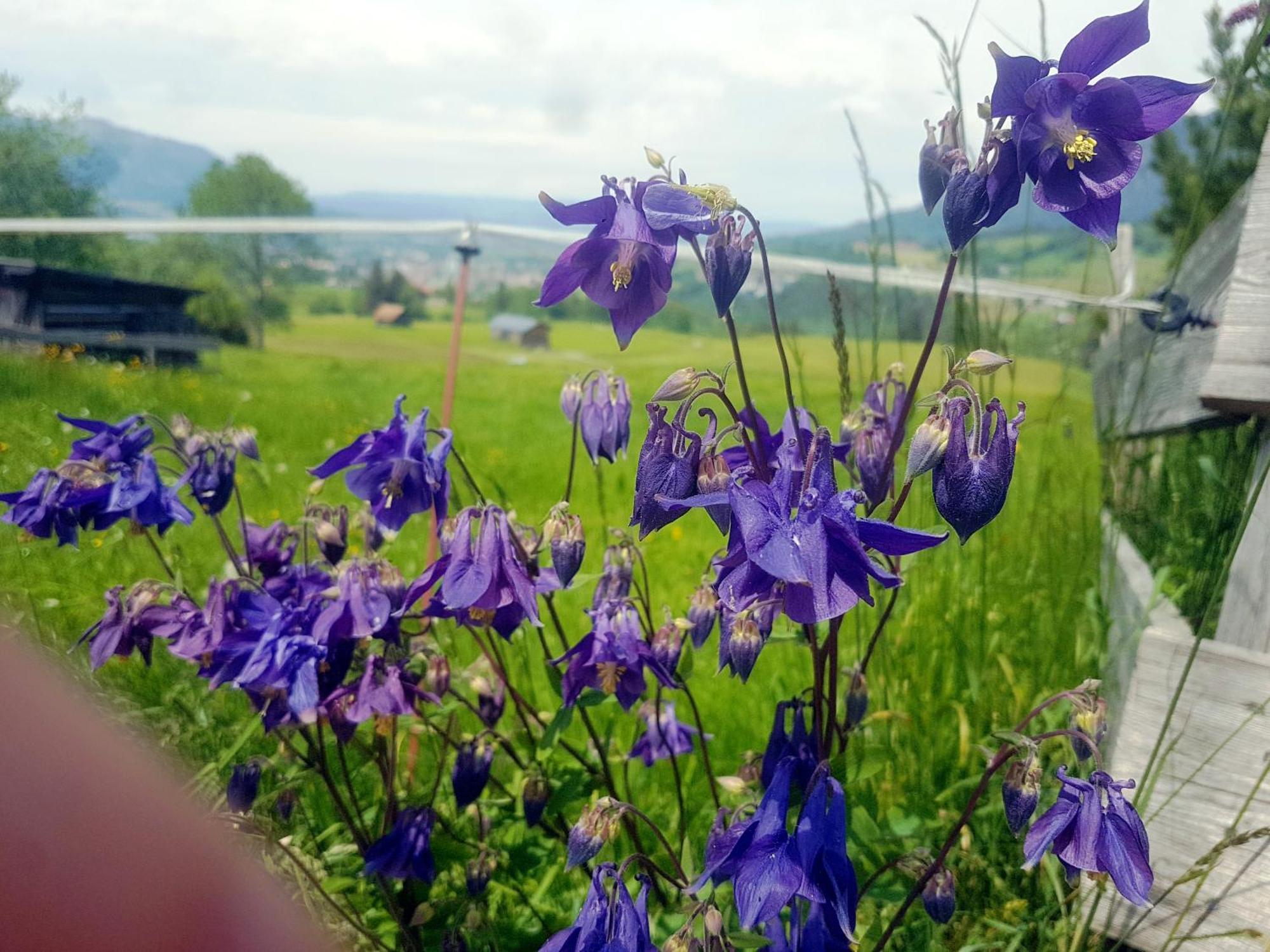 Berggasthof Sonne Allgaeu 松托芬 外观 照片